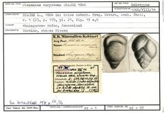 Karteikarte zum Holotyp von Plecanium eurystoma Stache, 1864